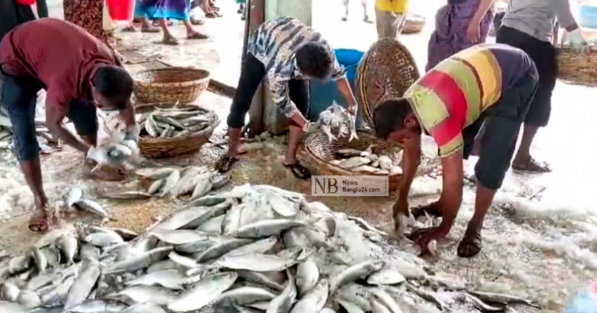 সাগরে-এক-জালেই-১৩০-মণ-ইলিশ-যা-বলছেন-বিশেষজ্ঞ