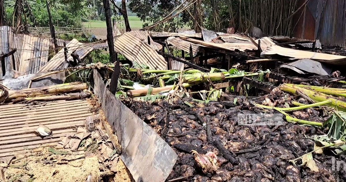 ঈদের আগে মাদারীপুরে পুড়ল মুরগির খামার