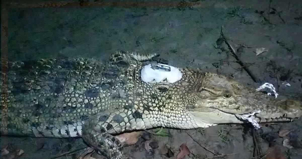 সুন্দরবনে-স্যাটেলাইট-ট্যাগ-লাগানো-কুমির-চিতলমারী-পুকুর-থেকে-উদ্ধার