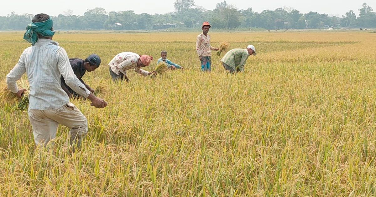 হাওরে ধান কাটা শুরু