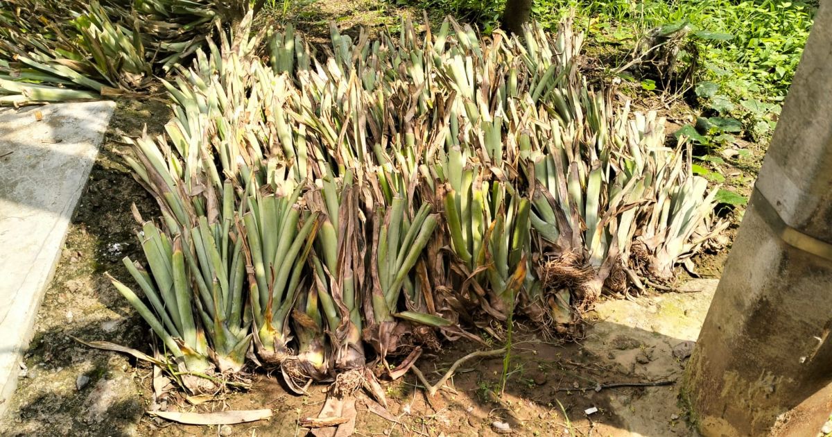 Cultivation-of-Philippine-foreign-variety-MD-2-pineapple-started-in-Comilla