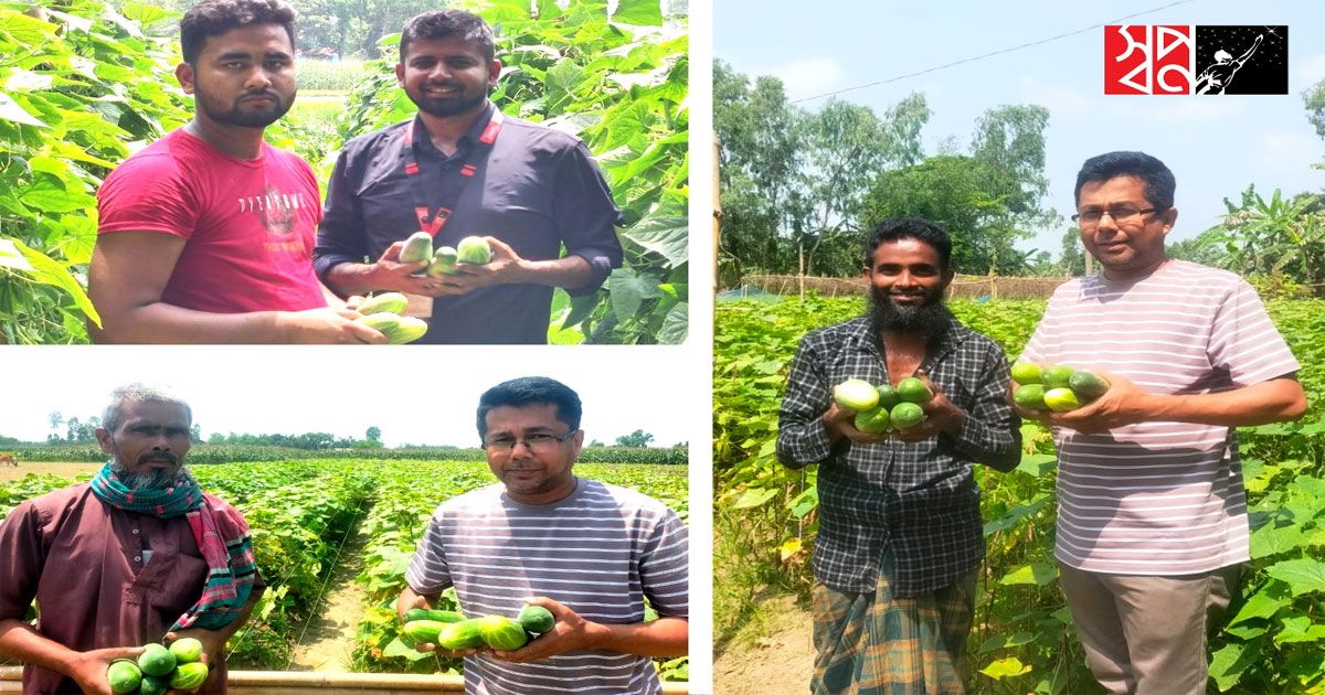স্বপ্নতে-১২-টাকা-কেজিতে-শসা