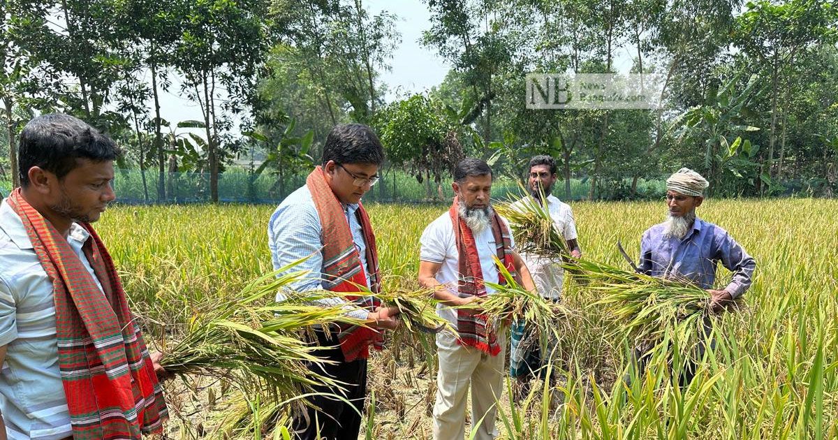 বোরো উৎসবে মেতেছে কুমিল্লা