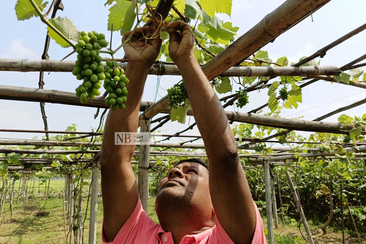 স্বপ্ন দেখাচ্ছে শিক্ষকের শখের আঙুর বাগান