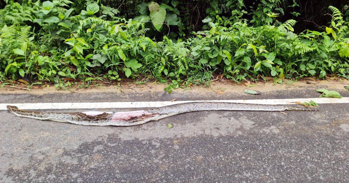 A-12-foot-python-died-after-being-crushed-by-a-car-in-Lauachhara