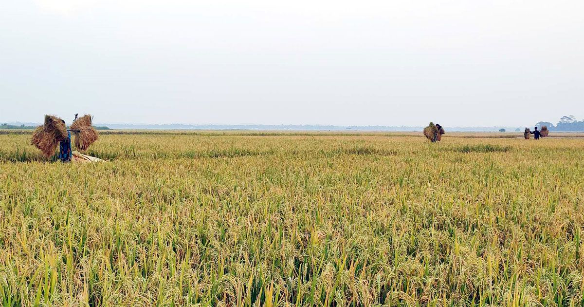 In-Moulvibazar-paddy-harvesting-is-going-on-in-full-swing