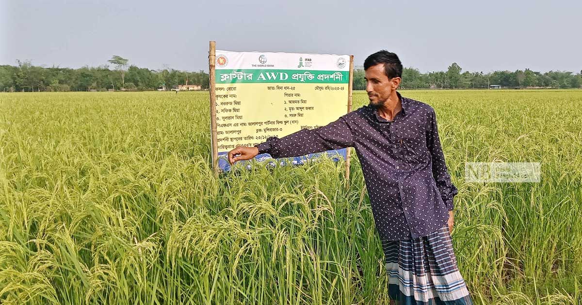 পরীক্ষামূলক চাষে সফল বিনা ধান-২৫