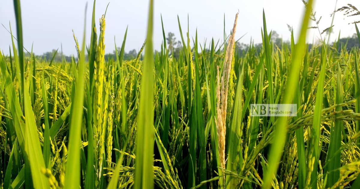 লোডশেডিংয়ে বোরো ধান নিয়ে দুশ্চিন্তায় শেরপুরের কৃষকরা