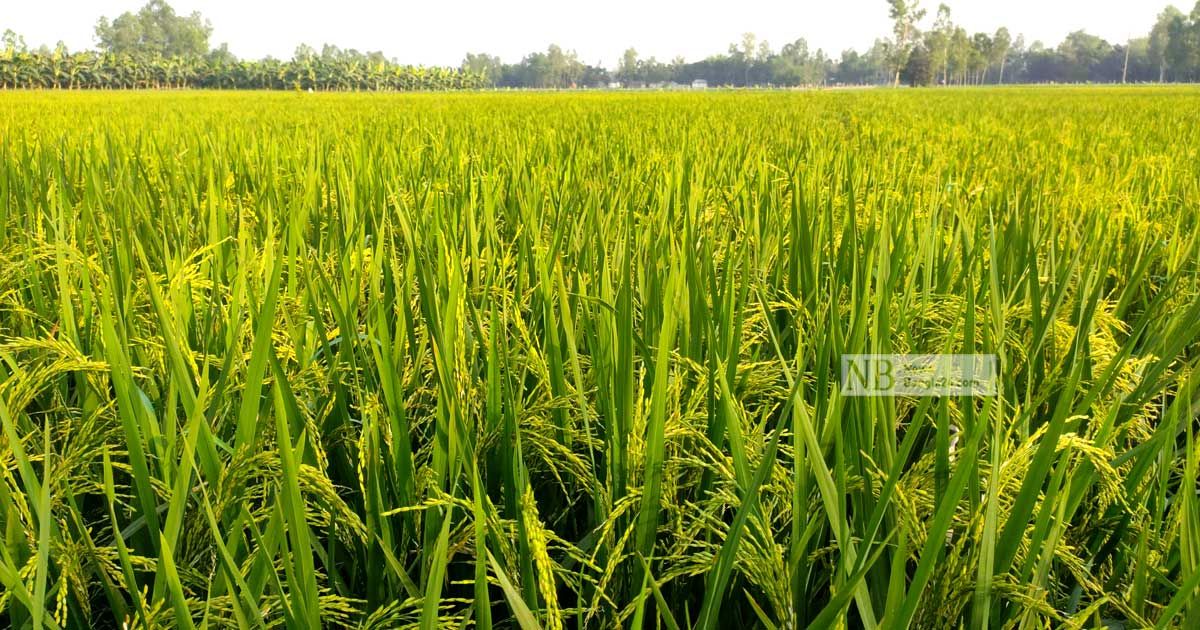 লোডশেডিংয়ে বোরো ধান নিয়ে দুশ্চিন্তায় শেরপুরের কৃষকরা