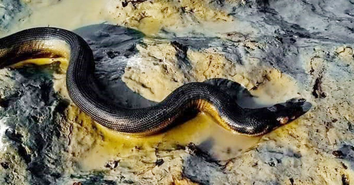 Yellow-Bellied-Sea-Snake-at-Hatia-Beach