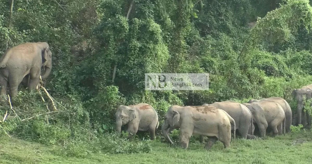 শেরপুরে হাতির পায়ে পিষ্ট হয়ে কৃষকের মৃত্যু