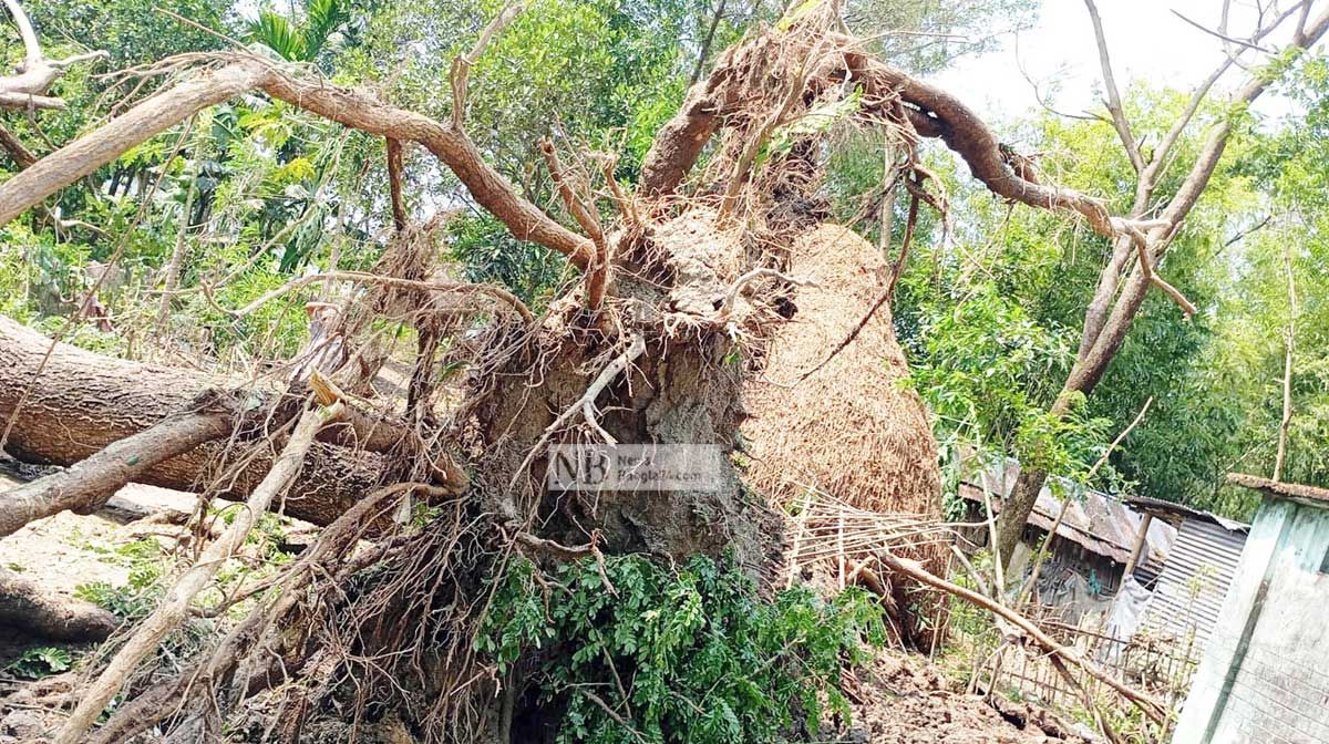 কালবৈশাখীর তাণ্ডবে কমলগঞ্জে শতাধিক বাড়িঘর বিধ্বস্ত