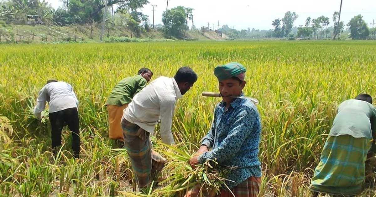 পাহাড়ে আগাম জাতের বোরো ধান কাটার ধুম