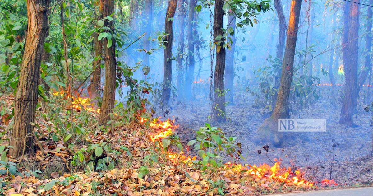 টাঙ্গাইলে-দুর্বৃত্তের-আগুনে-জ্বলছে-শাল-গজারির-বন