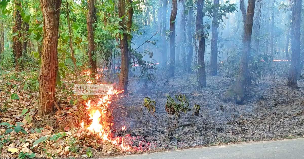 টাঙ্গাইলে দুর্বৃত্তের আগুনে জ্বলছে শাল-গজারির বন