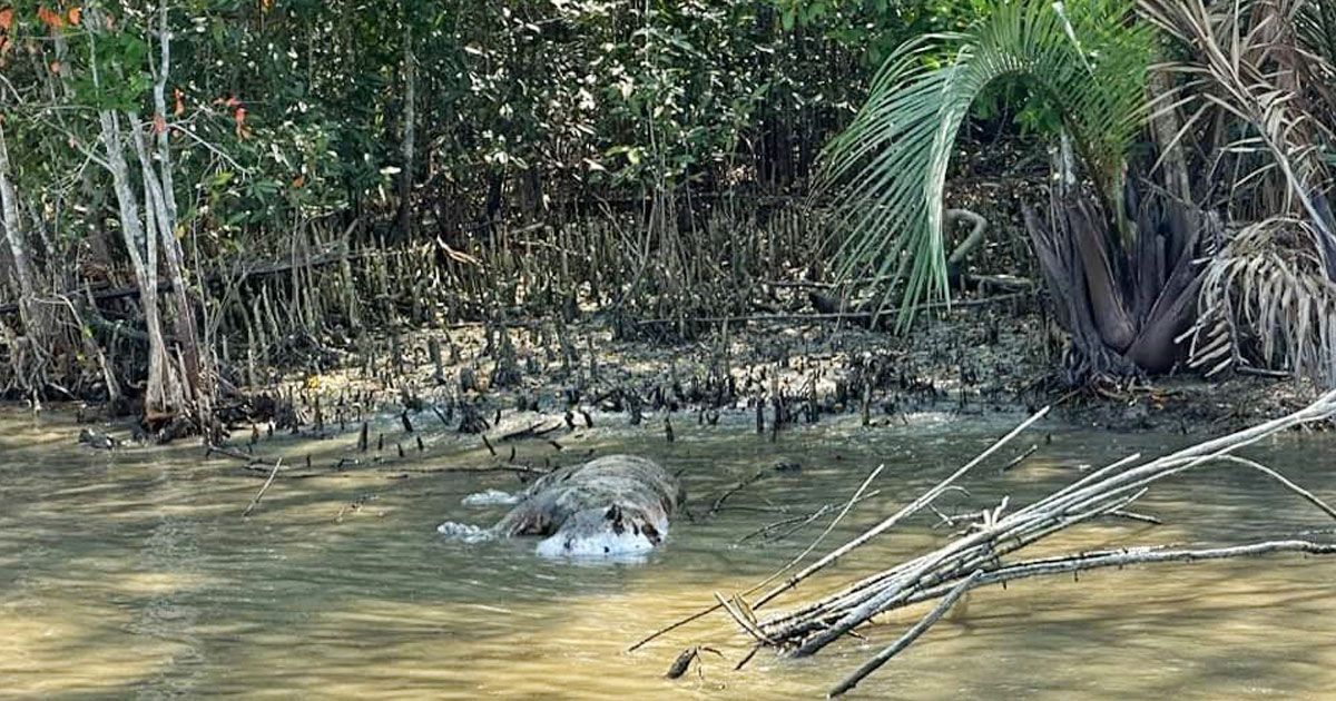 সুন্দরবনের-খালে-বাঘের-মরদেহ