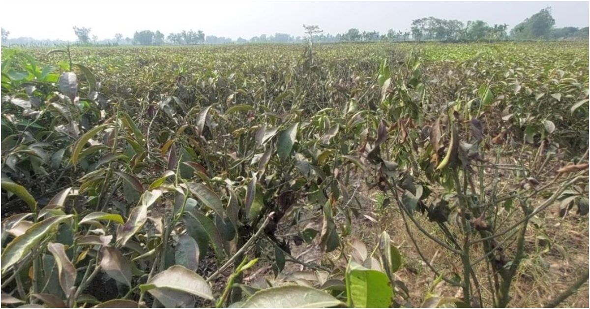তাপপ্রবাহ: পঞ্চগড়ে পানির অভাবে মরছে চা গাছ