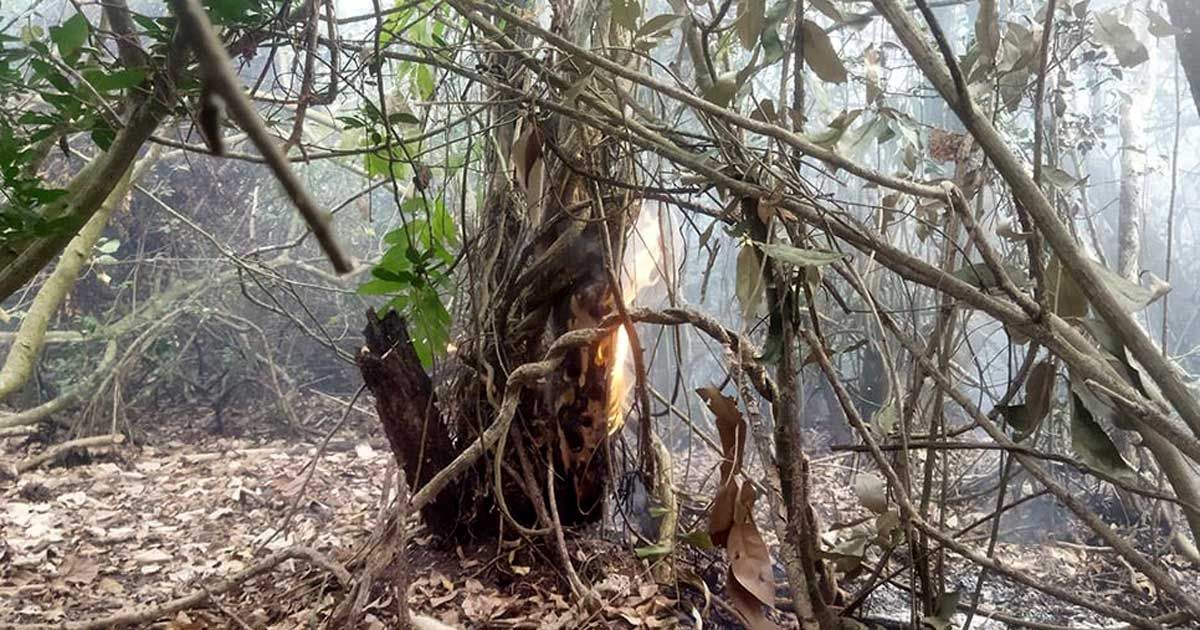 পুড়ছে সুন্দরবন