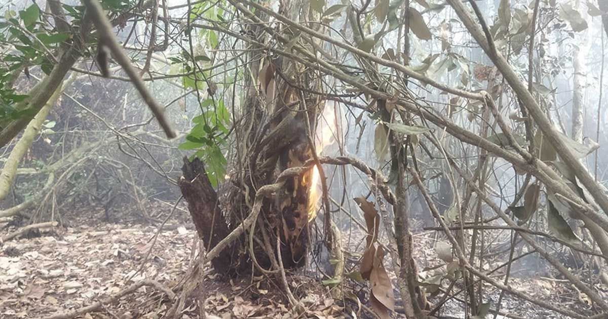 সুন্দরবনের আগুন নেভাতে ফায়ার সার্ভিসের সঙ্গে স্থানীয়রাও 