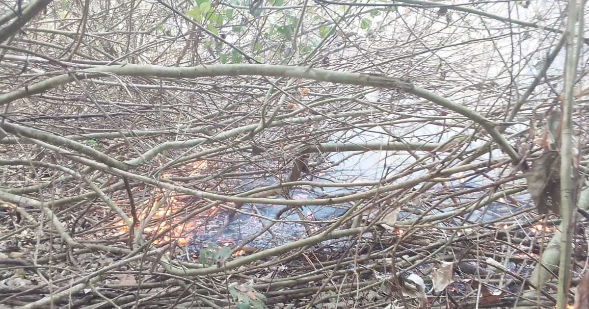 পুড়েই যাচ্ছে সুন্দরবন, তদন্তে কমিটি 