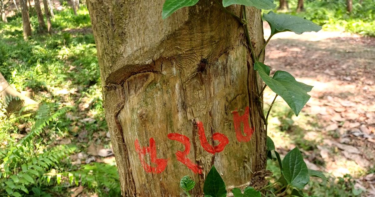 সাতগাঁও বনের কোটি টাকার গাছ গায়েব!
