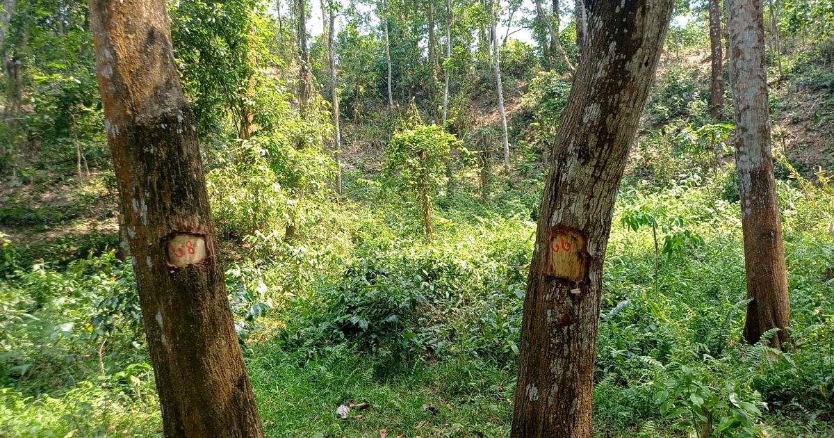 সাতগাঁও বনের কোটি টাকার গাছ গায়েব!