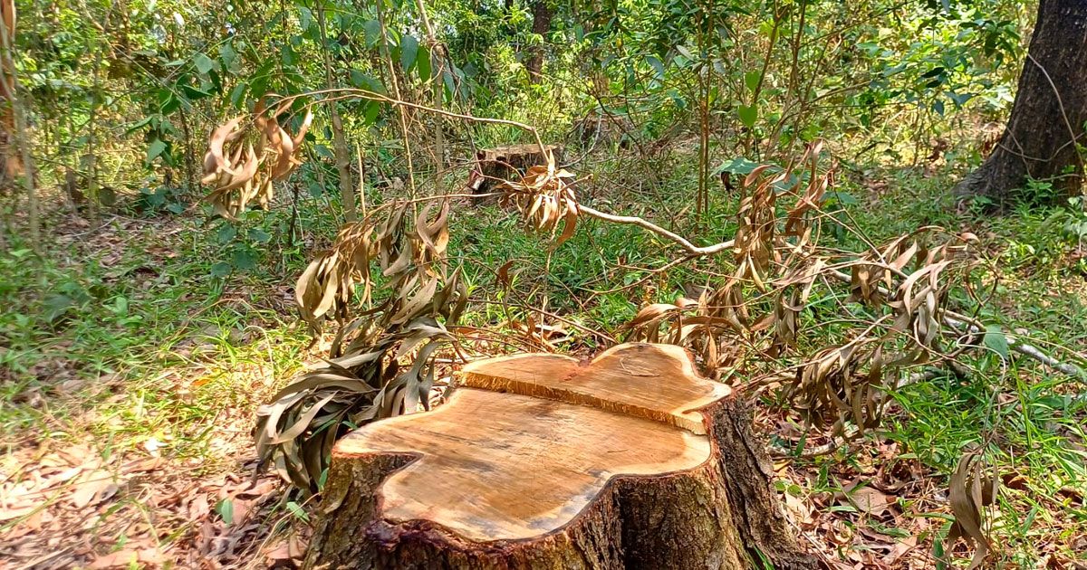 সাতগাঁও বনের কোটি টাকার গাছ গায়েব!