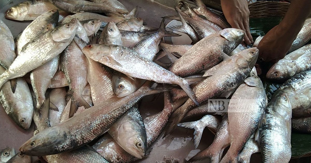 বছরে-ইলিশ-উৎপাদন-প্রায়-৬-লাখ-টন-