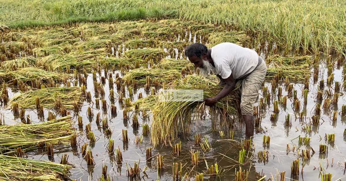 ফেনীতে কালবৈশাখীর তাণ্ডবে বোরো চাষিদের মাথায় হাত