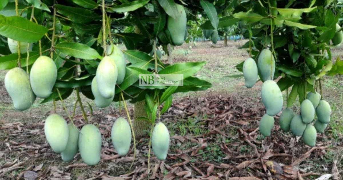 নওগাঁর আম বাজারে আসবে ২২ মে থেকে