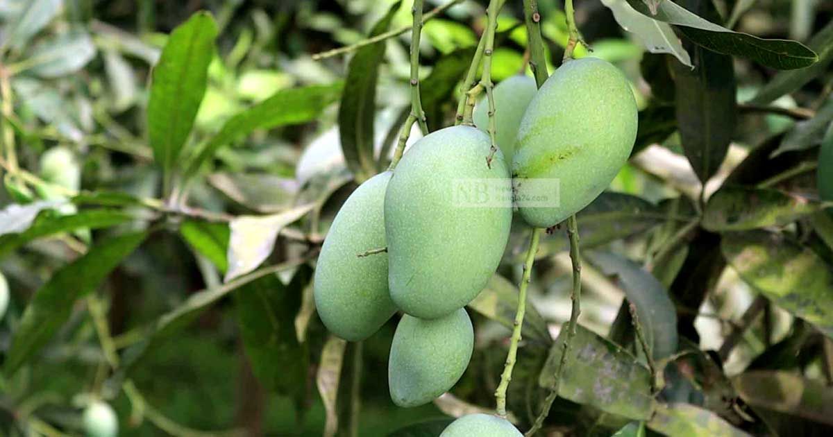 নওগাঁর আম বাজারে আসবে ২২ মে থেকে