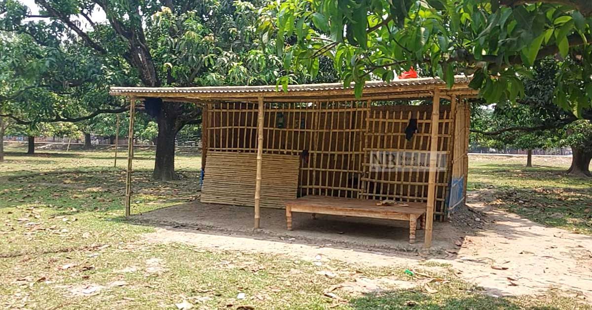 চাঁপাইয়ের আম পেতে আরও ১৫ দিন