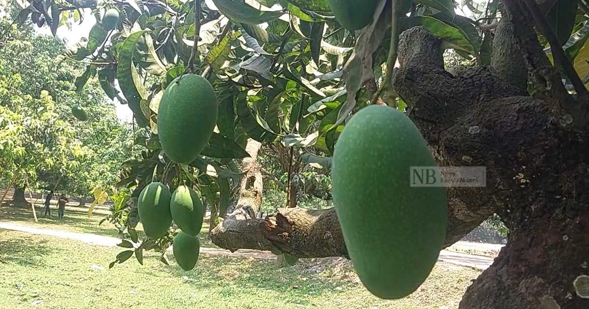 চাঁপাইয়ের আম পেতে আরও ১৫ দিন