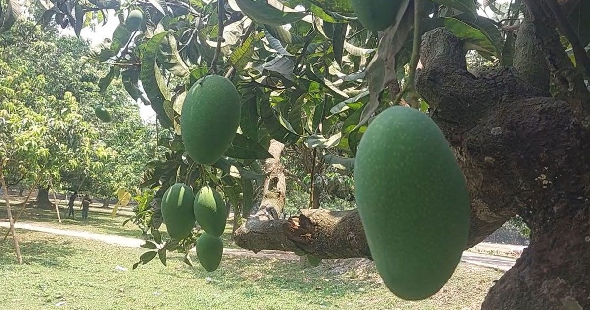 চাঁপাইনবাবগঞ্জে এবারও থাকছে না ‘ম্যাঙ্গো ক্যালেন্ডার’
