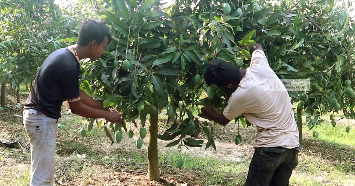 নওগাঁয় আম পাড়া শুরু