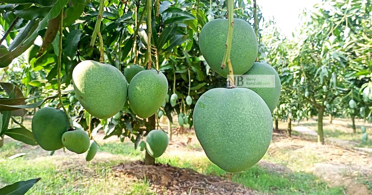 নওগাঁয় আম পাড়া শুরু