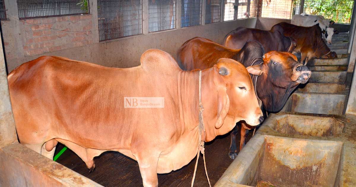বগুড়ায় কোরবানির জন্য প্রস্তুত ৭ লাখ ৩৫ হাজার পশু