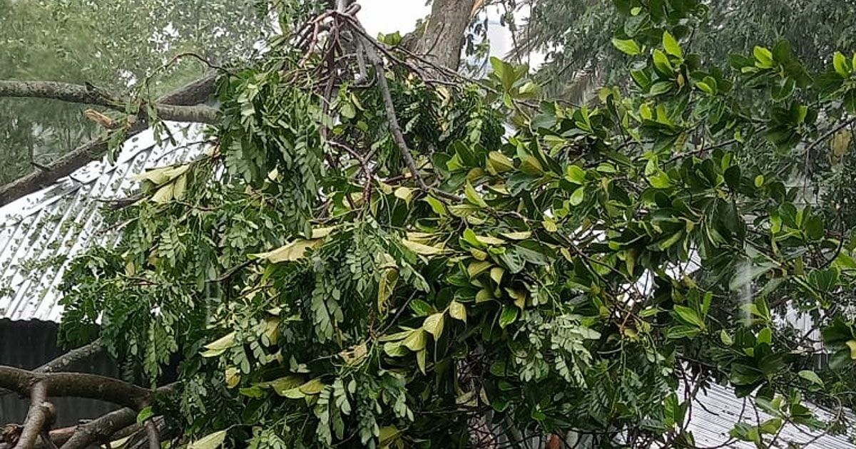 পটুয়াখালীতে-বসতঘরে-গাছ-পড়ে-বৃদ্ধ-নিহত