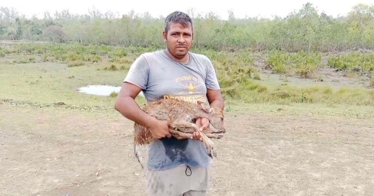 রিমালের তাণ্ডব: সুন্দরবনে হরিণসহ অসংখ্য প্রাণীর মরদেহ