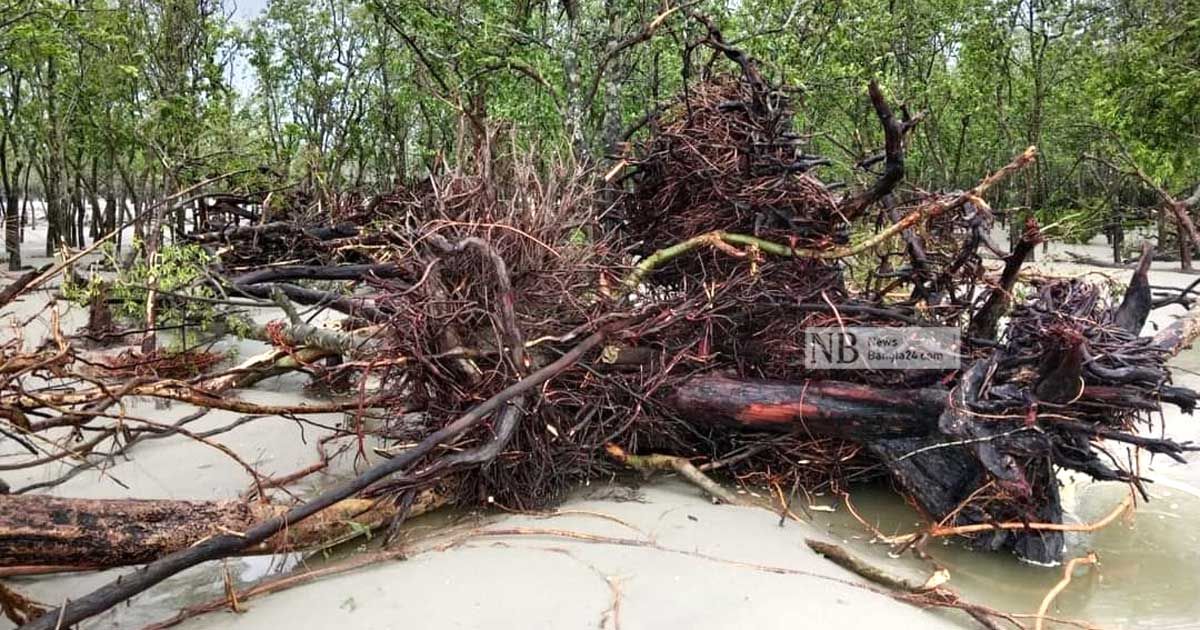 রিমালের তাণ্ডব: সুন্দরবনে হরিণসহ অসংখ্য প্রাণীর মরদেহ