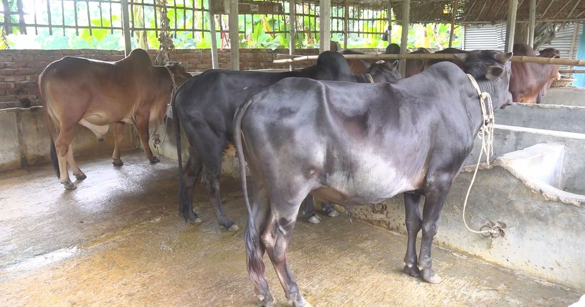 রাজশাহী বিভাগে কুরবানির জন্য প্রস্তুত ৪১ লাখ পশু