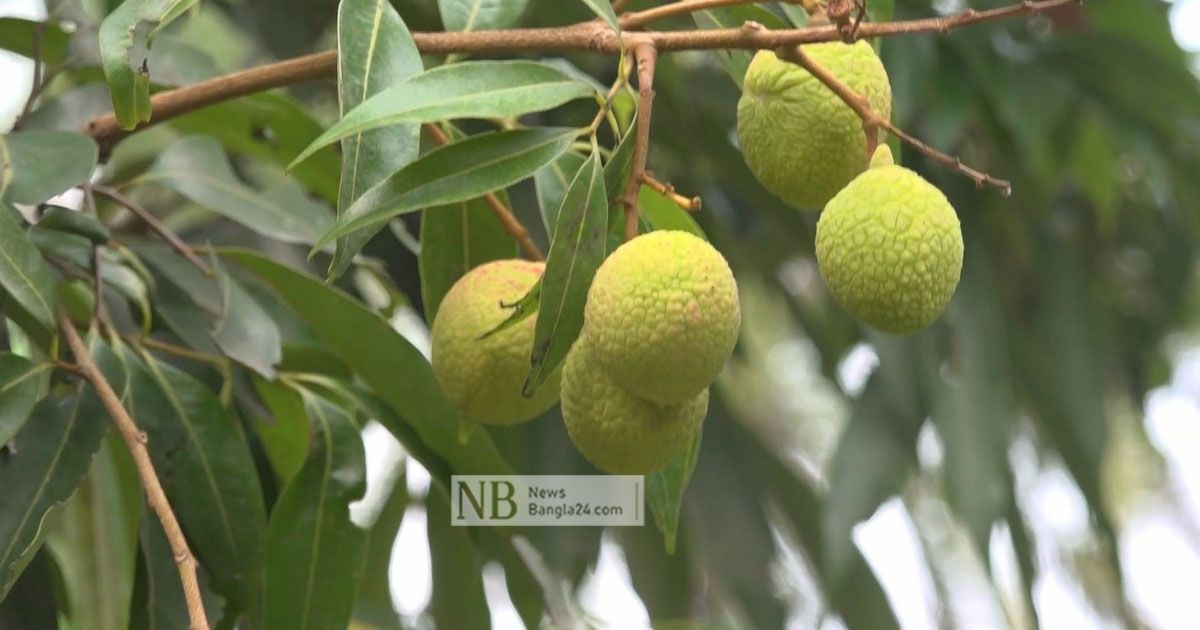 ইউটিউব দেখে বারোমাসি লিচুর চাষ