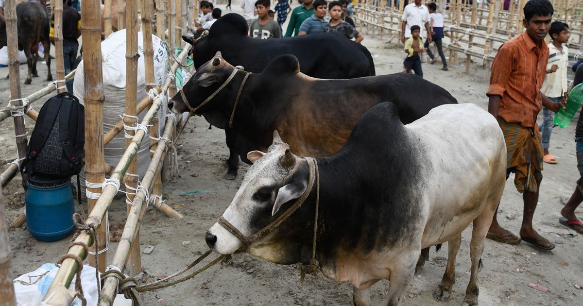 জোর-করে-এক-হাটের-গরু-অন্য-হাটে-নিলে-ব্যবস্থা-ডিএমপি