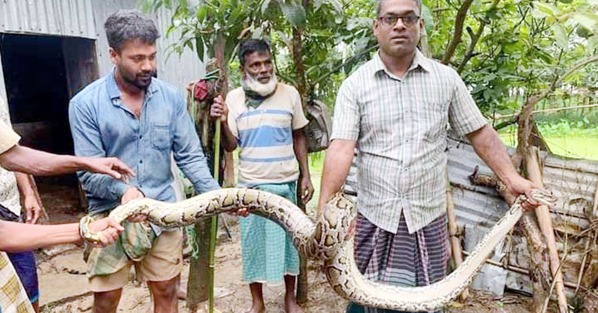 শ্রীমঙ্গলে গোয়ালঘরে ১৩ ফুট লম্বা অজগর