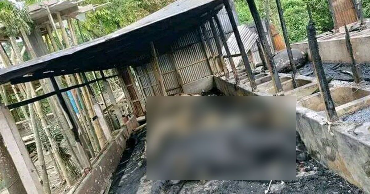 মাদারীপুরে-খামারে-আগুন-পুড়ে-মরল-১৩-গরু