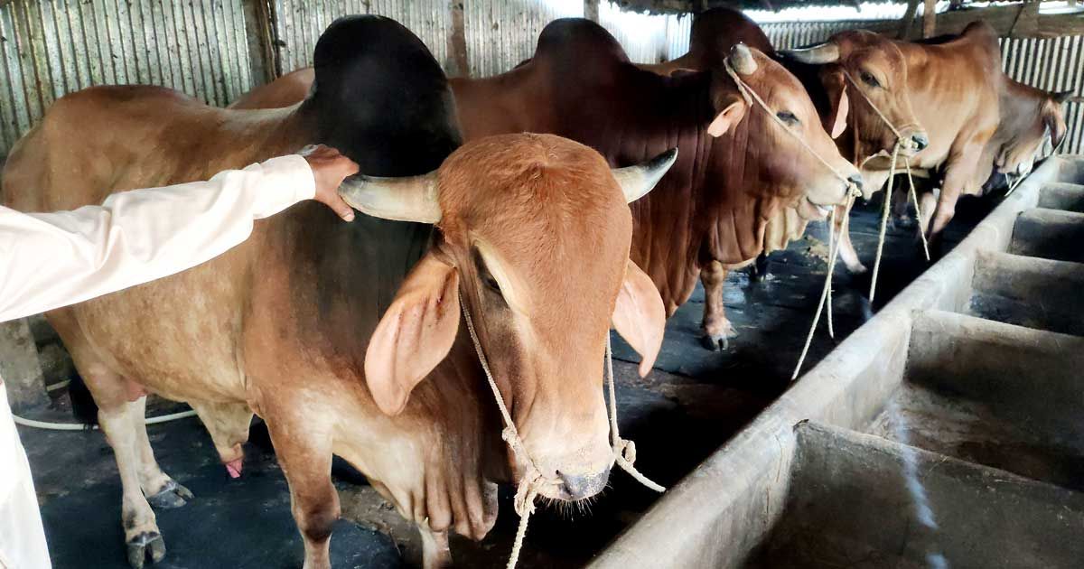 বাজার কাঁপাতে আসছে বিগবস, বাদশা, টাইগার, বুলেট ও রক