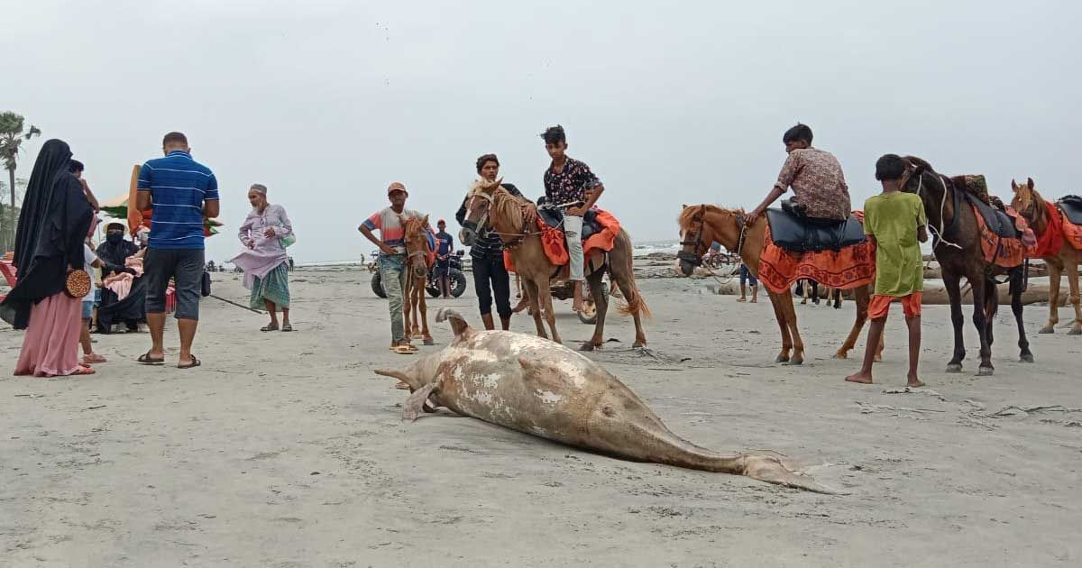 কুয়াকাটা সৈক‌তে ভে‌সে এলো মৃত ডলফিন