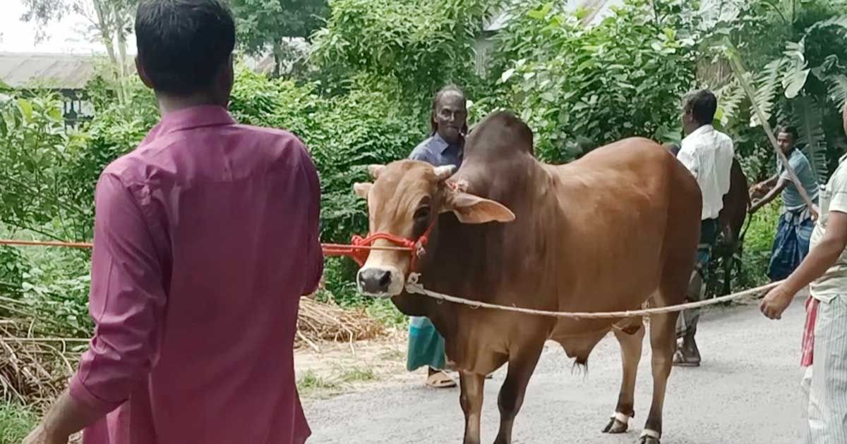 ষাঁড়ের গুঁতোয় মালিকের মৃত্যু