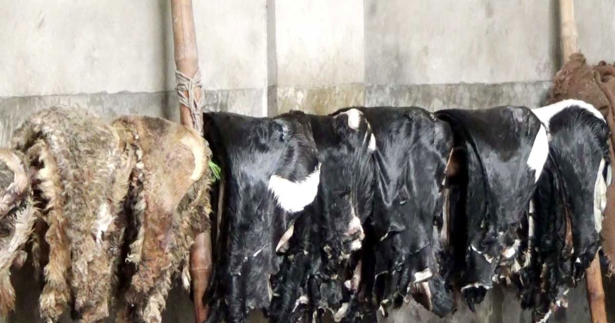 বিপুল অঙ্কের পাওনা বকেয়া, বিপাকে নওগাঁর চামড়া ব্যবসায়ীরা
