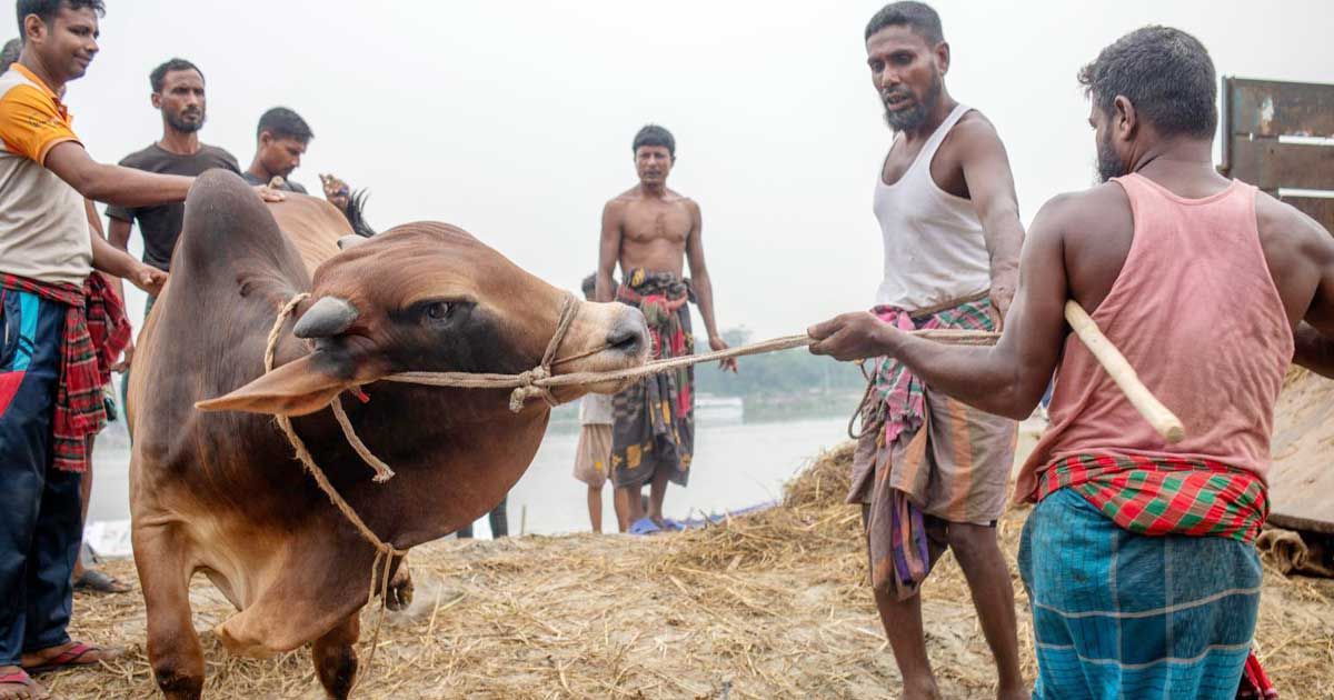 ঈদুল-আজহায়-এবার-১০৪০৮৯১৮টি-পশু-কোরবানি-হয়েছে